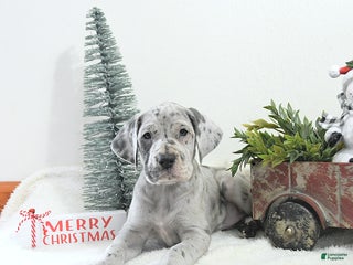 Great Dane dogs Indi - Ad 6