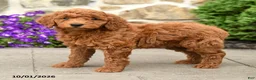Mini Goldendoodle dogs for sale: Tilly  - Ad 4