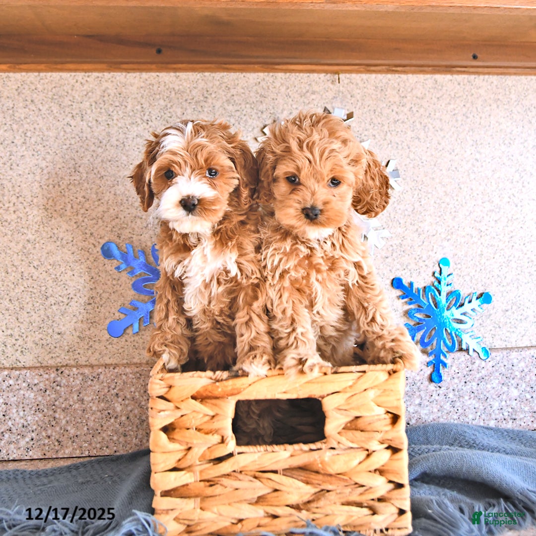 Cockapoo dogs for sale: Baby - Ad 5