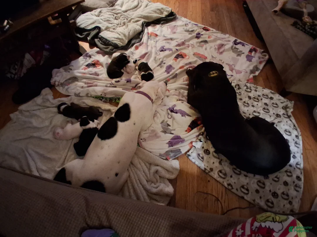 Mixed Breed dogs for sale: Mixed Breed Puppy 3 - Ad 12