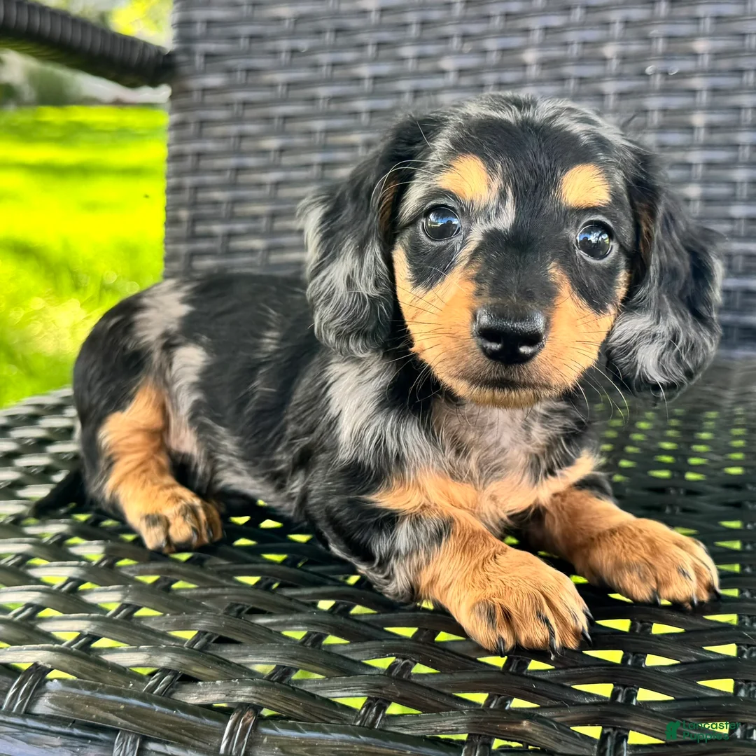 Dachshund dogs for sale: Duke - Ad 2