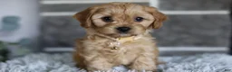 Cavapoo dogs for sale: Biscuit - Ad 8