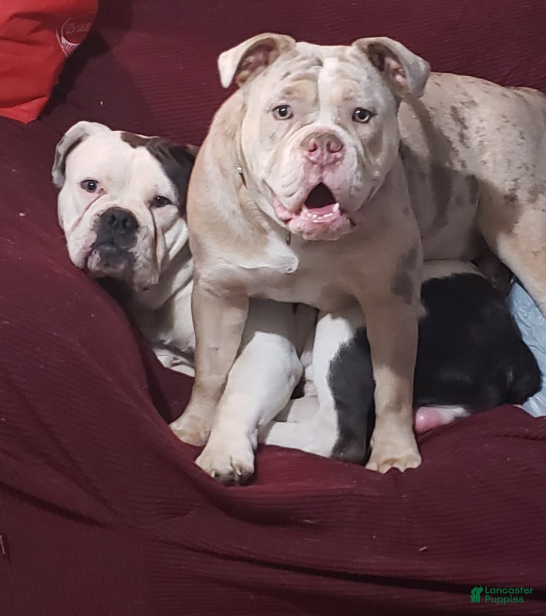 Gallery Image {{count}}