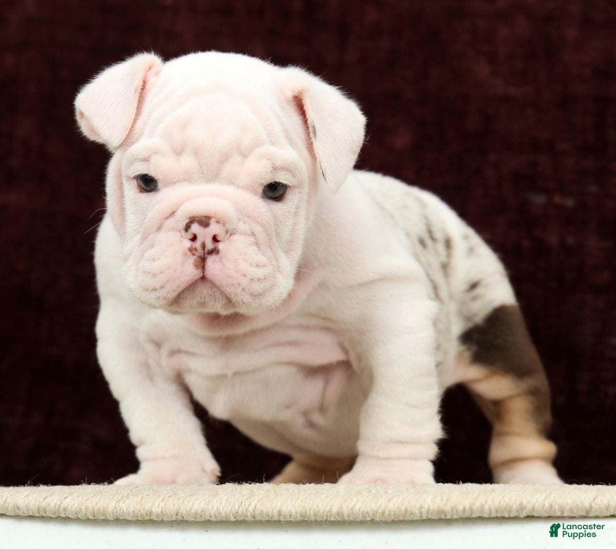 English Bulldog dogs Teddy - Ad 2