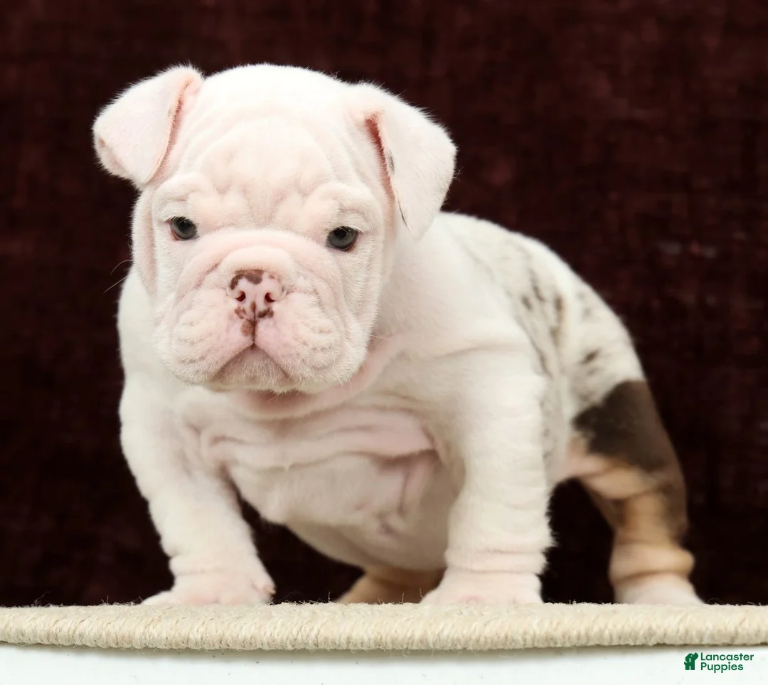 English Bulldog dogs for sale: Teddy - Ad 2
