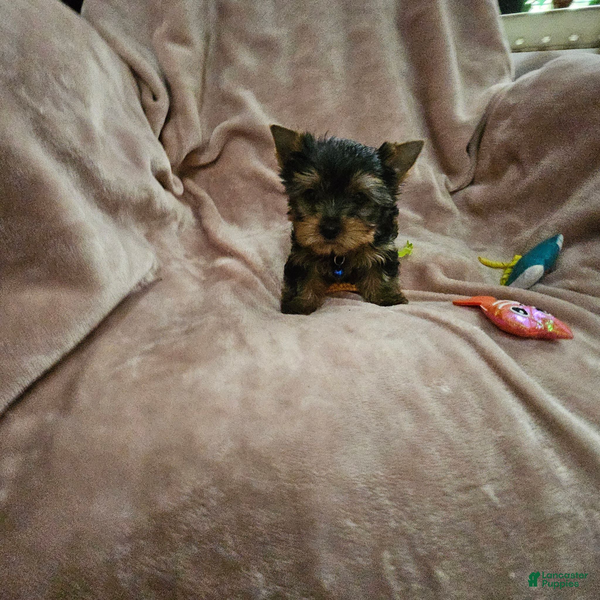 Yorkshire Terrier dogs AKC Spark - Ad 2