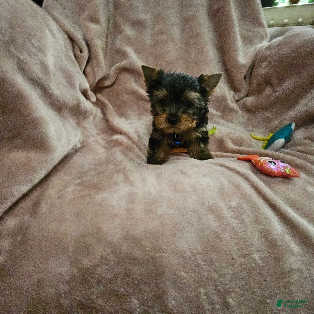 Yorkshire Terrier dogs for sale: AKC Spark - Ad 2
