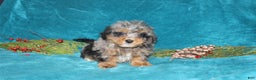 Miniature Poodle dogs for sale: Coby - Ad 3