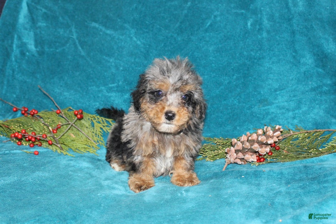 Miniature Poodle dogs for sale: Coby - Ad 3