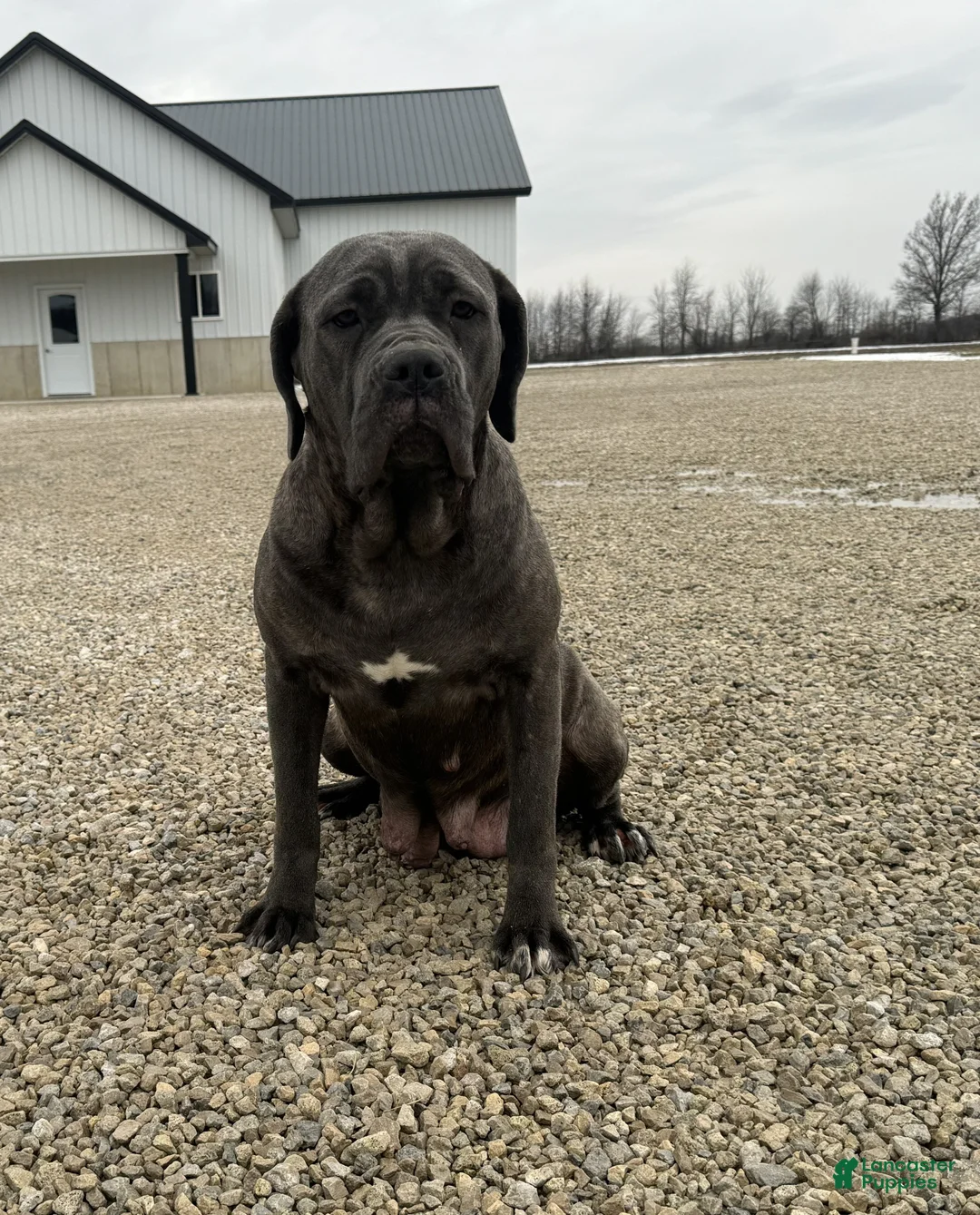 Cane Corso dogs for sale: Cane Corso Puppy 2 Star - Ad 4
