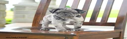 Pug dogs for sale: Frankie - Ad 4