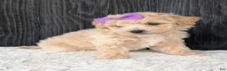 Bichpoo dogs for sale: Darla  - Ad 4
