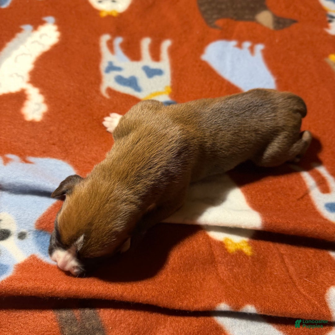 Boxer dogs for sale: Teddy - Ad 2