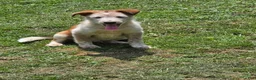 Mixed Breed dogs for sale: Skully - Ad 2