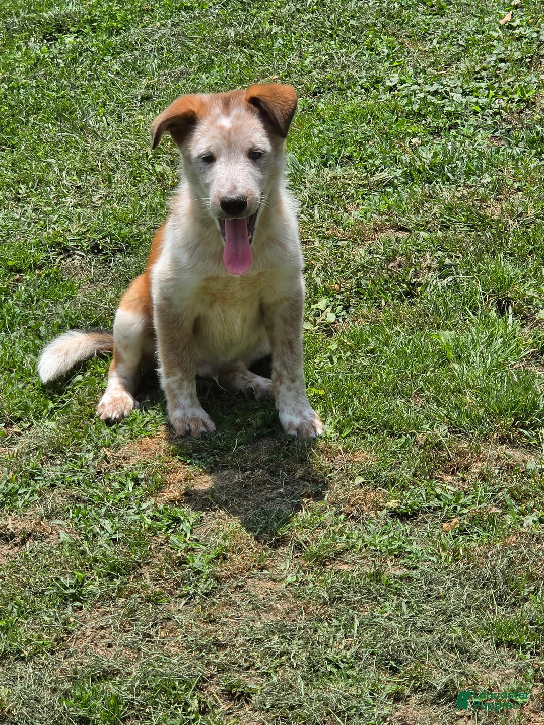 Mixed Breed dogs for sale: Skully - Ad 2