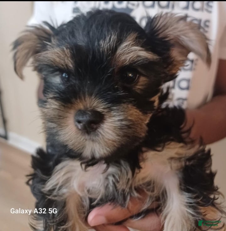Yorkshire Terrier dogs Yorkshire Terrier Puppy 1 - Ad 1