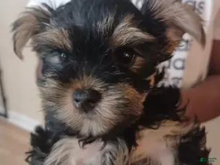 Yorkshire Terrier dogs for sale: Yorkshire Terrier Puppy 1 - Ad 1
