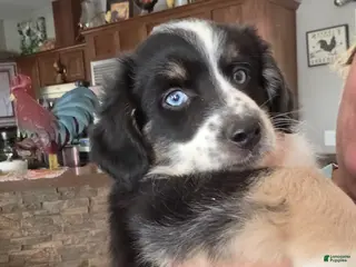 Miniature Australian Shepherd dogs Miniature Australian Shepherd 6 - Ad 4
