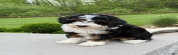 Miniature Poodle dogs for sale: Lihah - Ad 13