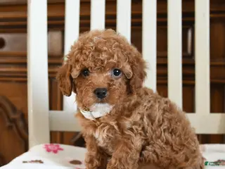 Maltipoo dogs Nadab - Ad 2