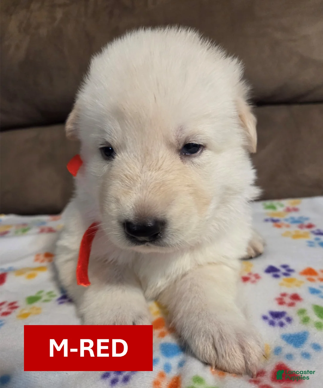 German Shepherd dogs for sale: White German Shepherd Puppy - Red - Ad 1