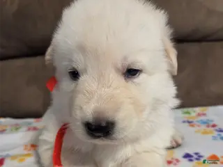 German Shepherd dogs for sale: White German Shepherd Puppy - Red - Ad 4