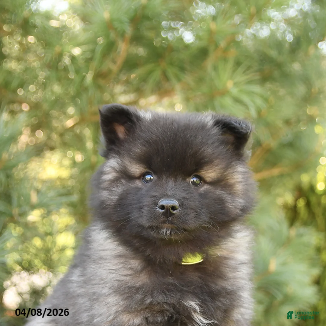 Keeshond dogs for sale: Smokey - Ad 5