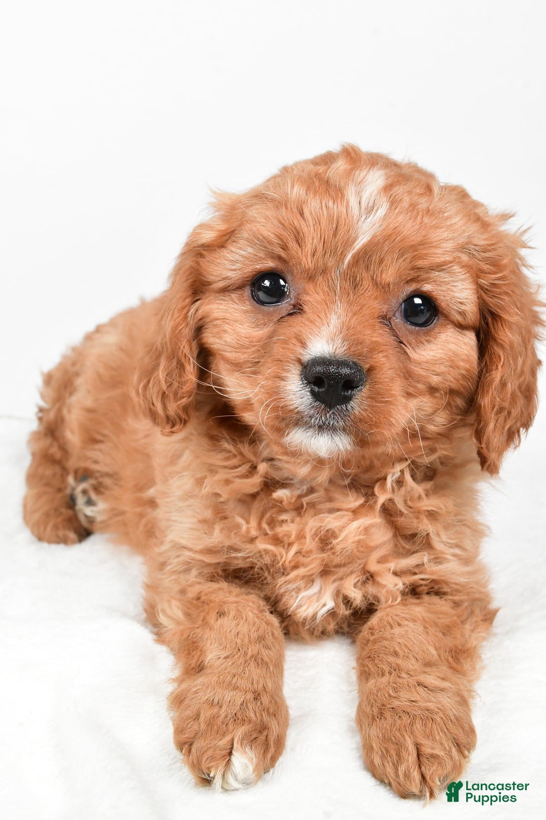 Cavapoo dogs for sale: Penny f one b - Ad 4