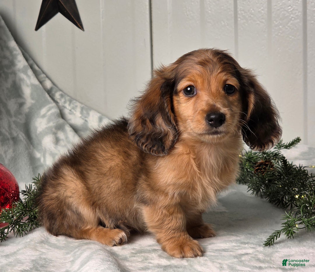 Miniature Dachshund dogs for sale: Shane - Ad 8