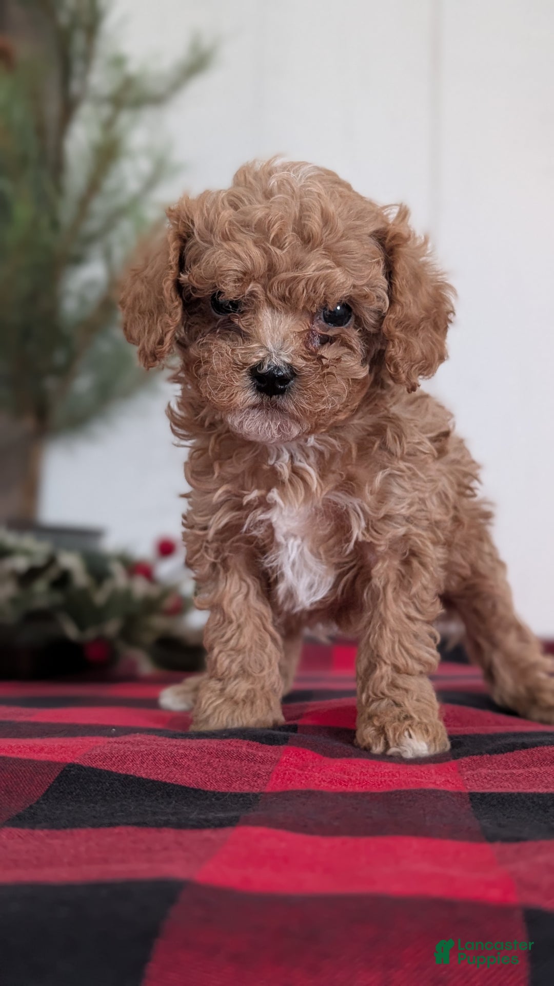 Cavapoo dogs for sale: Dakota  - Ad 9