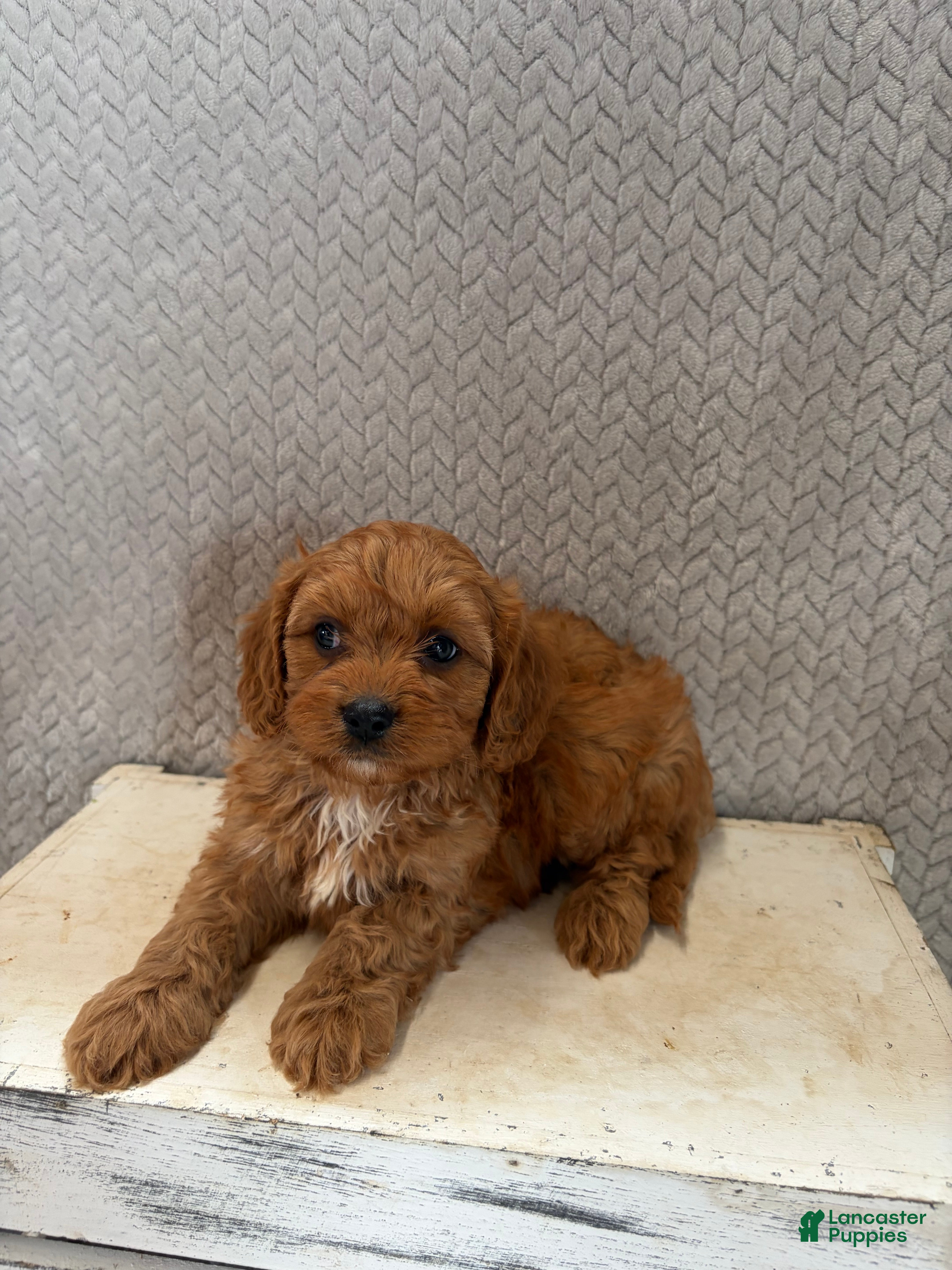 Cavapoo dogs Max - Ad 2