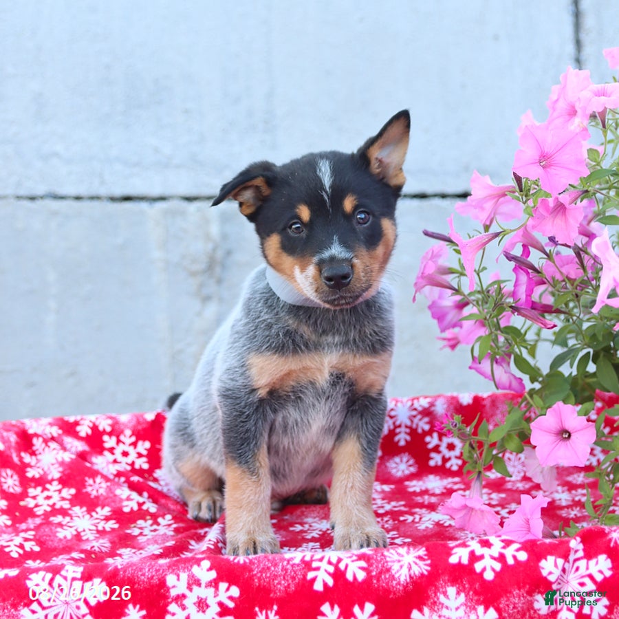 Australian Cattle Dog dogs Arlo - Ad 1