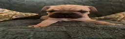 Frug dogs for sale: Wolf - Ad 2