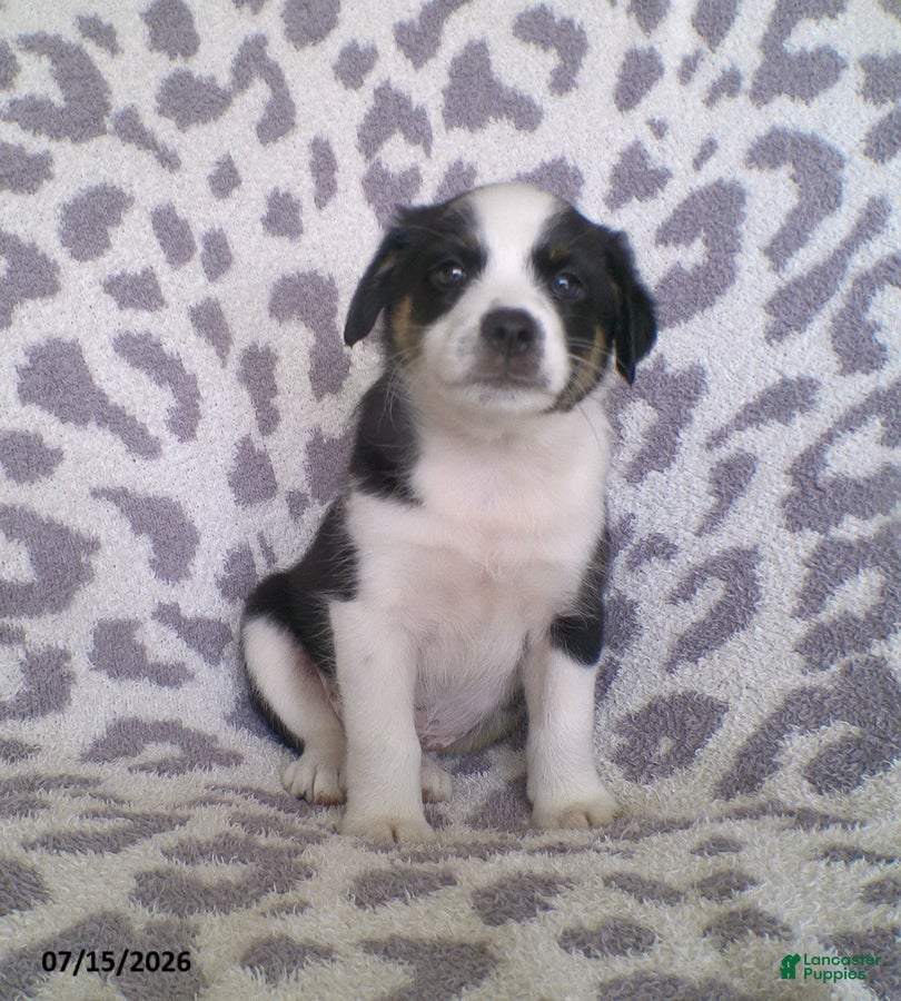 Miniature Australian Shepherd dogs Leo - Ad 2
