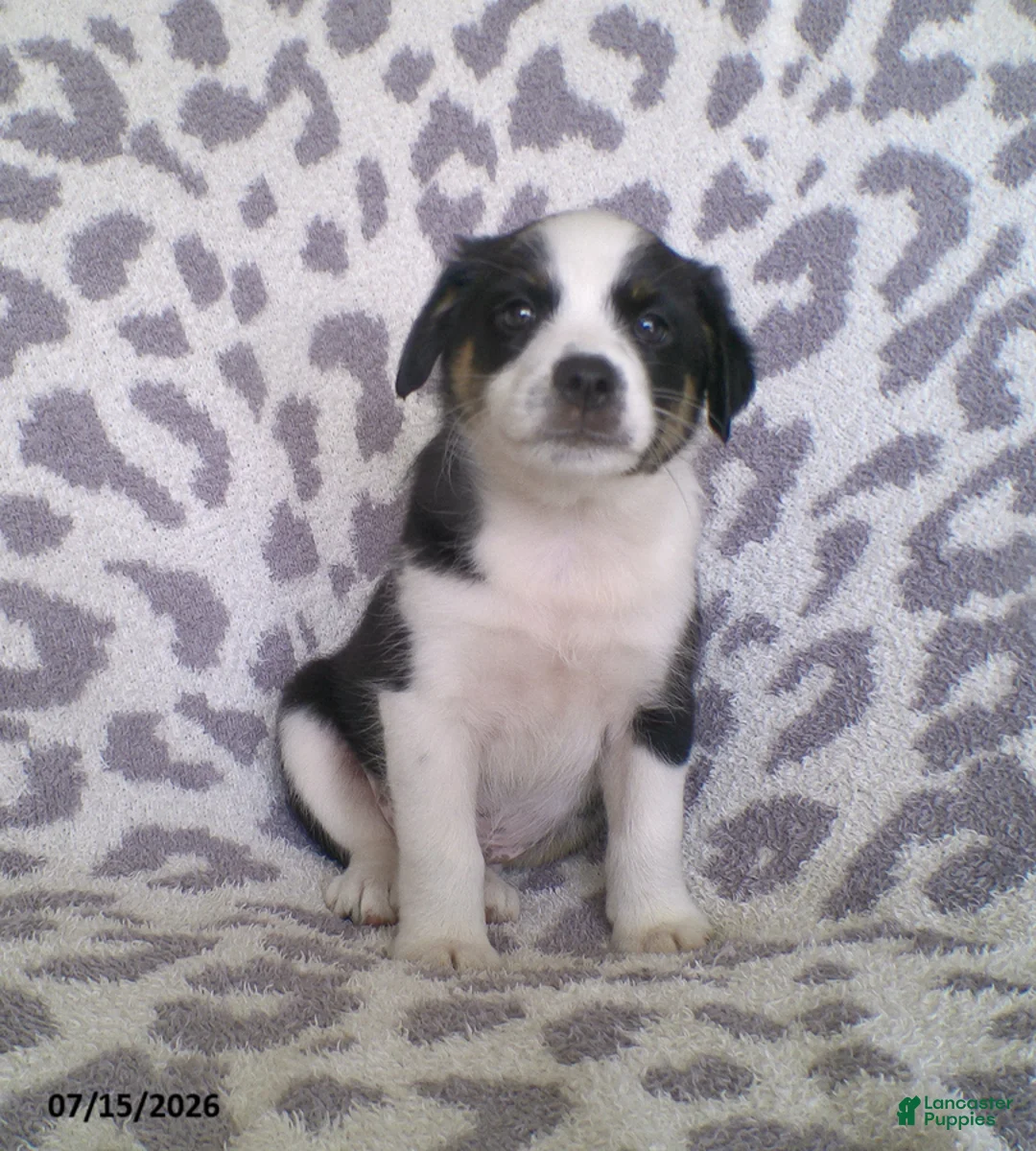 Miniature Australian Shepherd dogs for sale: Leo - Ad 2