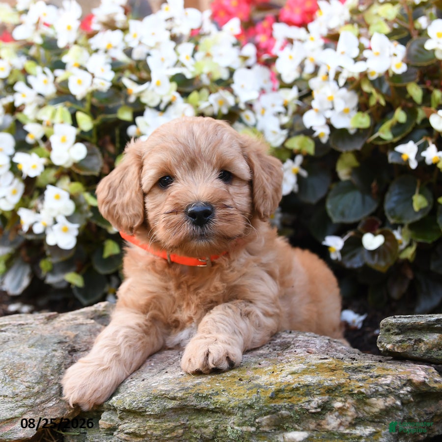 Mini Goldendoodle dogs Jordan - Ad 2