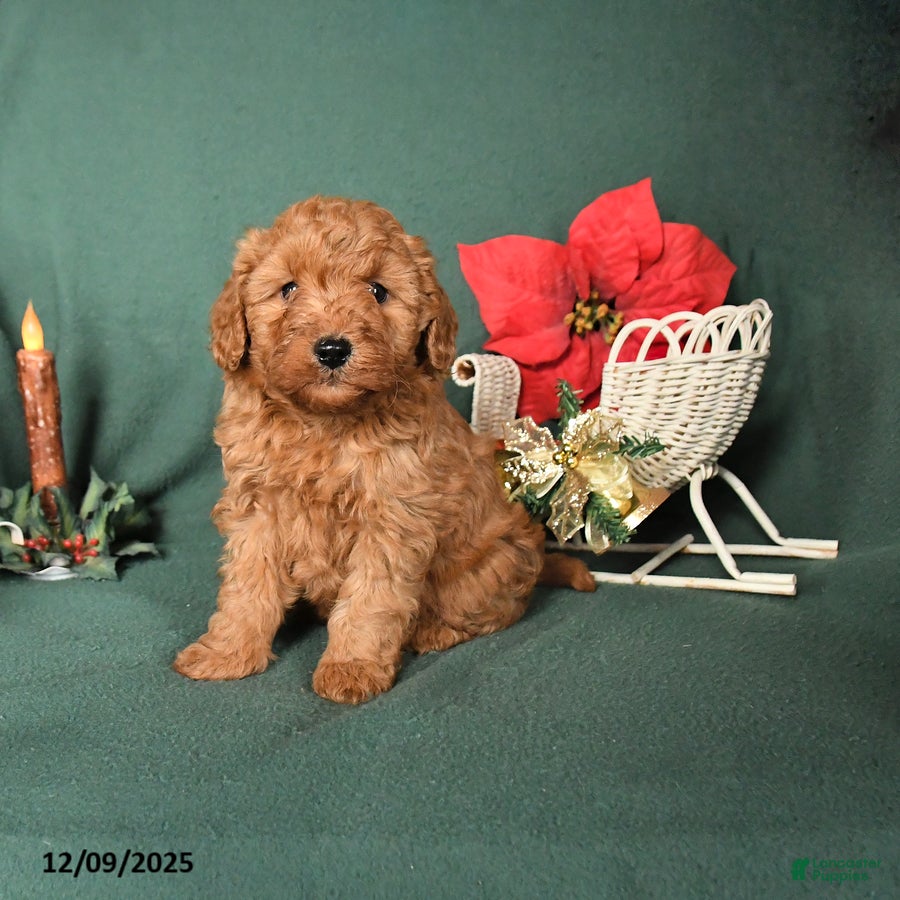 Labradoodle dogs Victor - Ad 8