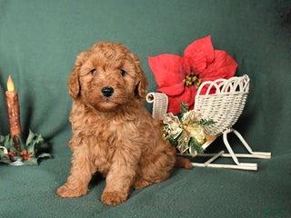 Labradoodle dogs Victor - Ad 10