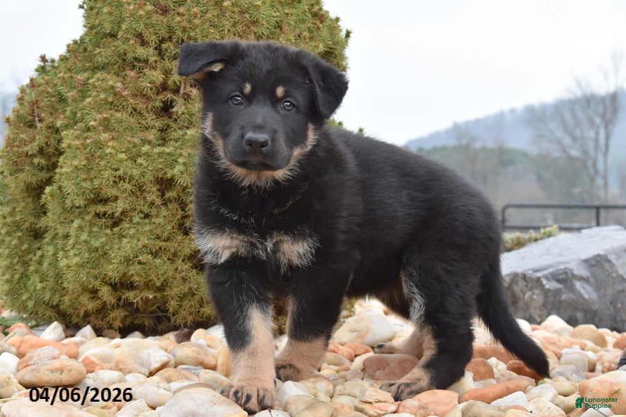 Mixed Breed dogs Megan - Ad 1