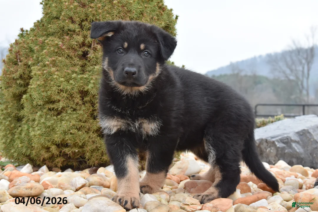 Mixed Breed dogs for sale: Megan - Ad 1