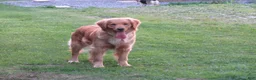 Golden Retriever dogs for sale: LESLIE - Ad 11
