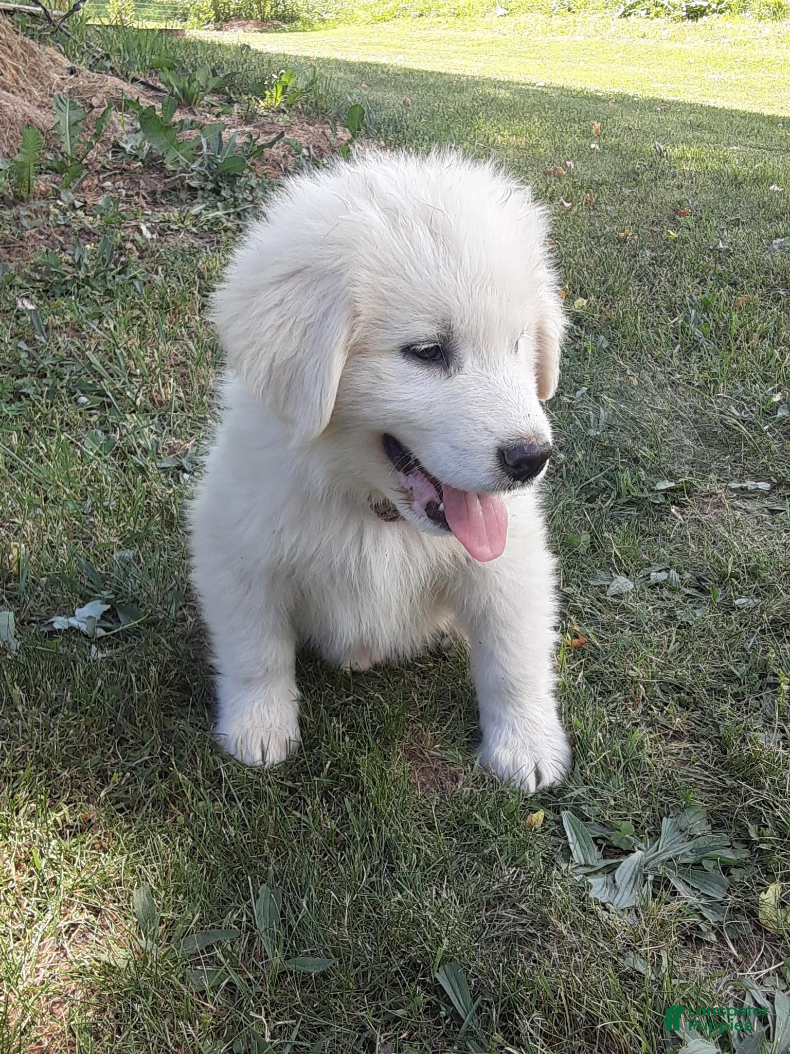 Great Pyrenees dogs Dothan - Ad 2