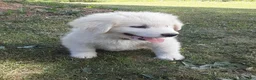 Great Pyrenees dogs for sale: Dothan - Ad 2