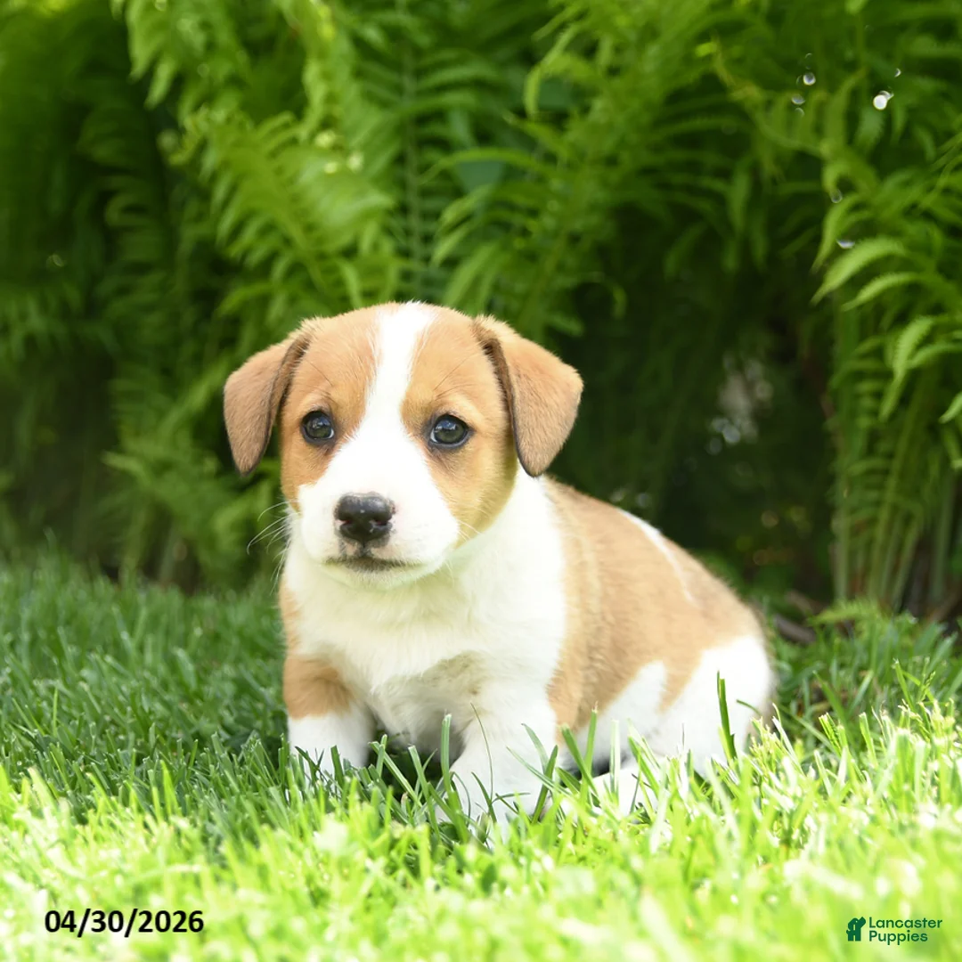 Mixed Breed dogs for sale: Dexter - Ad 2