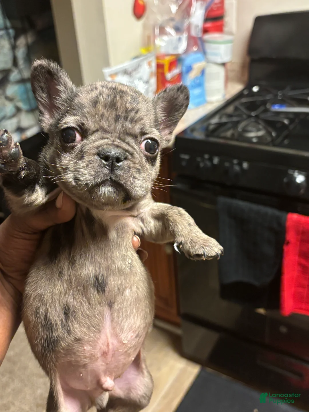French Bulldog dogs for sale: Self French Bulldog Puppy 1 lilac merle  - Ad 2