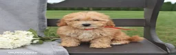 Cavapoo dogs for sale: Tessa  - Ad 1