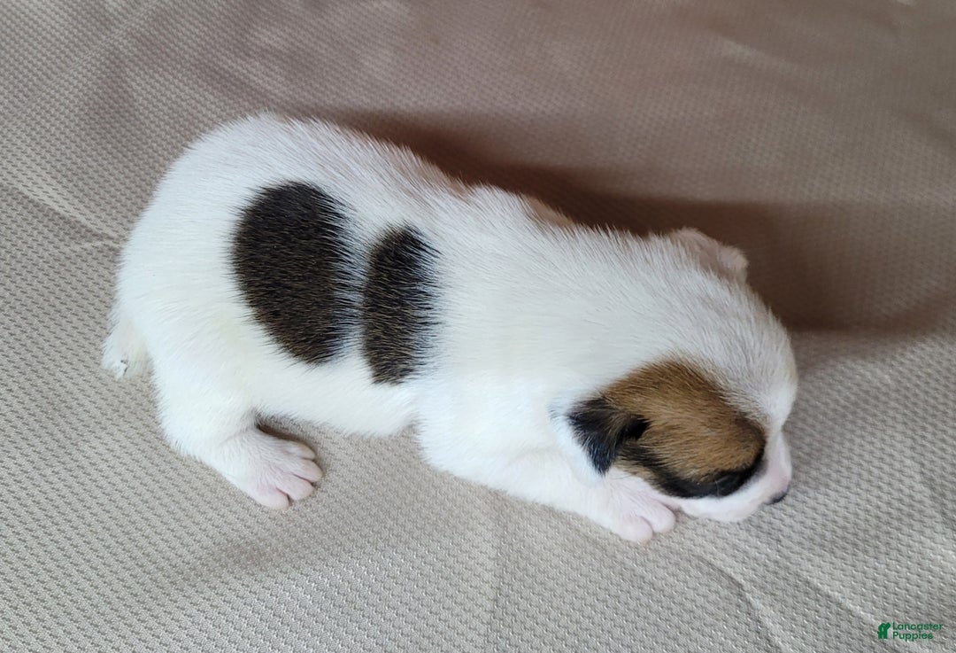 Jack Russell Terrier dogs for sale: "FIRE" of Westfork  - Ad 10