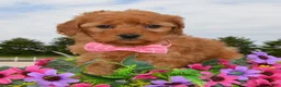 Mini Goldendoodle dogs for sale: Mini Gabby - Ad 11