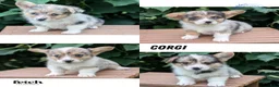 Welsh Corgi Pembroke dogs for sale: Jagger - Ad 11