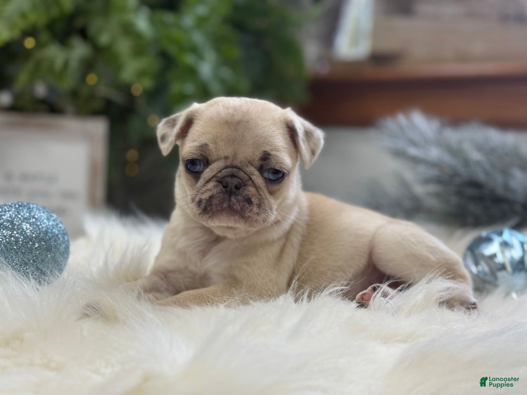 Pug dogs for sale: Poppy - Ad 3